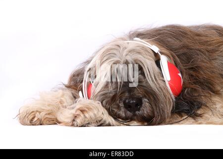 Terrier tibétain couché Banque D'Images