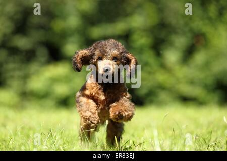 Chiot caniche miniature Banque D'Images