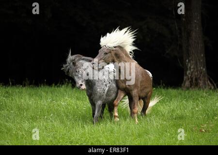 2 poneys classique allemand Banque D'Images