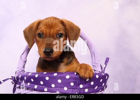 Chiot Pinscher allemand Banque D'Images