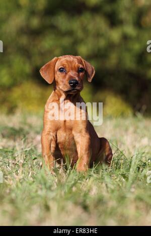 Chiot Pinscher allemand Banque D'Images