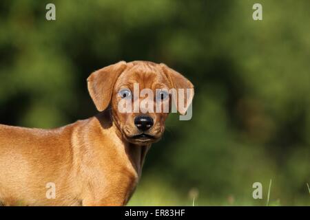 Chiot Pinscher allemand Banque D'Images