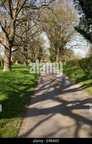 Longue ligne droite route de campagne passant arbres sans feuilles, Sutton, Suffolk, Angleterre, RU Banque D'Images