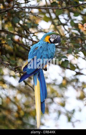 Ara bleu et jaune Banque D'Images