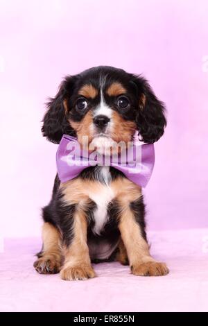 Cavalier King Charles Spaniel Puppy Banque D'Images