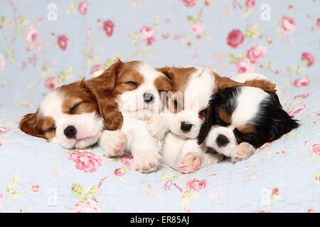 Cavalier King Charles Spaniel Puppies Banque D'Images