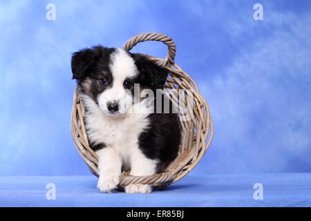 Chiot Berger Australien miniature Banque D'Images