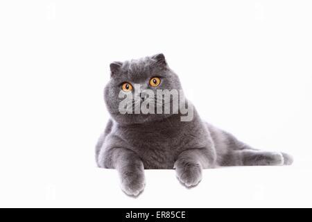 Scottish Fold couché Banque D'Images