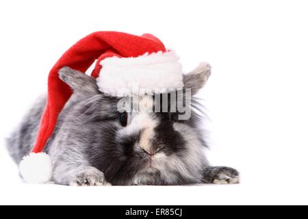 lapin nain Banque D'Images