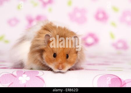 hamster peluche Banque D'Images