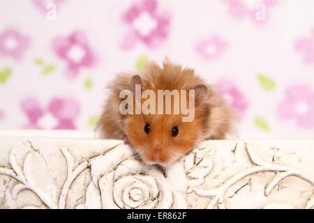 hamster peluche Banque D'Images