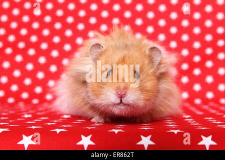 hamster peluche Banque D'Images