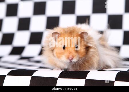 hamster peluche Banque D'Images