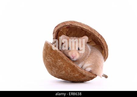 Jeune hamster doré Banque D'Images