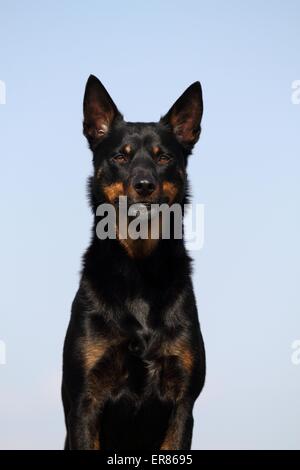 Australian Kelpie Portrait Banque D'Images