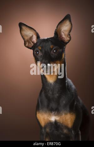 Portrait miniature Pinscher Banque D'Images