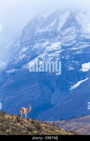 Un wild guanaco (Lama guanicoe) dans le Parc National des Torres del Paine. Banque D'Images