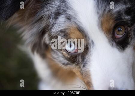 Berger Australien yeux Banque D'Images