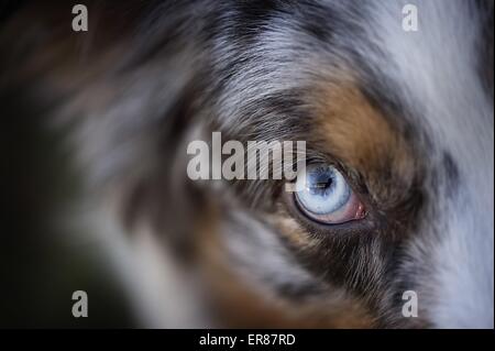 Berger Australien eye Banque D'Images