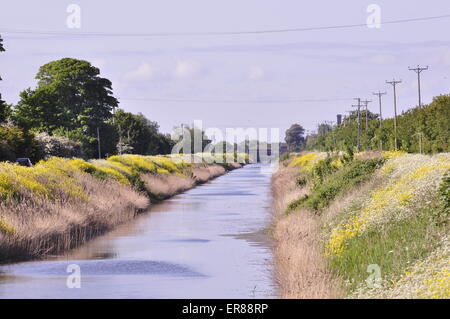 Le Hobhole vidange, à au sud de Midville, Lincolnshire Fens, Angleterre Banque D'Images