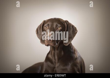 Braque Allemand Portrait Banque D'Images