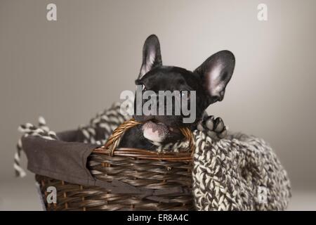 Jeune Bouledogue Français Banque D'Images