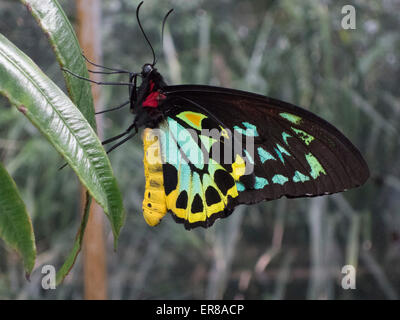 Close-up of Cairns cites papillon sur leaf Banque D'Images