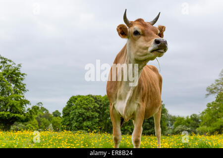 Vache dans un pré de renoncules au cours du printemps. Banque D'Images