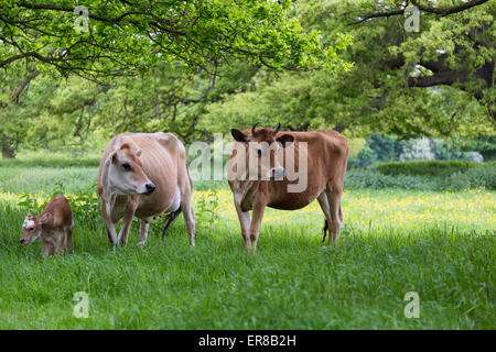 Groupe de vaches dans un champ sous les arbres avec un bébé baleineau. Les vaches laitières à la recherche autour de Banque D'Images