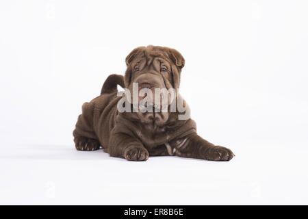 Chiot Shar Pei Banque D'Images
