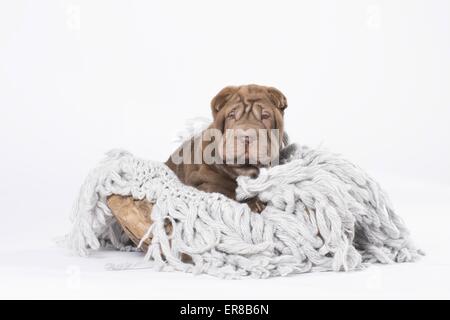 Chiot Shar Pei Banque D'Images