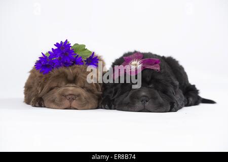 2 chiots Shar Pei Banque D'Images