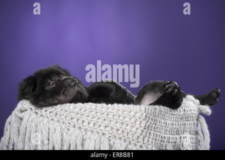 Chiot Shar Pei Banque D'Images