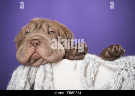 Chiot Shar Pei Banque D'Images