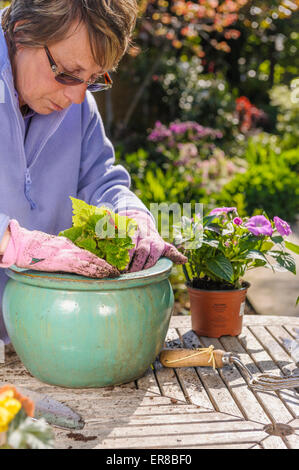 Femme senior d'été de la plantation des plantes à repiquer en pots. Banque D'Images