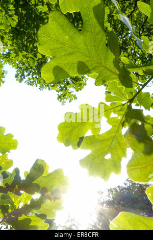 Eiche (Quercus), Landschaftsgarten, l'UNESCO Weltkulturerbe, Lednice, Kreis Breclav, Mauritius, Frankreich Banque D'Images