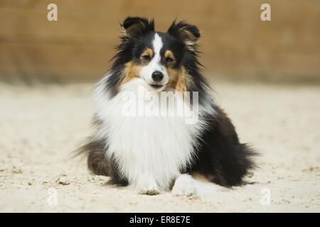 Lying Shetland Sheepdog Banque D'Images