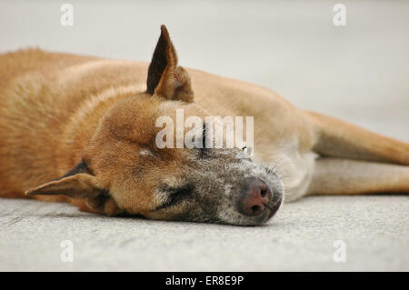 Sleepy Dog thaïlandais portant sur un terrain Banque D'Images