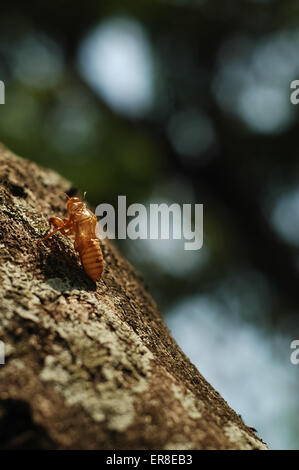 Cricket brun des Strabomantidés shell sur une vieille écorce Banque D'Images