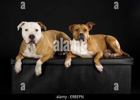 2 American Staffordshire Terriers Banque D'Images