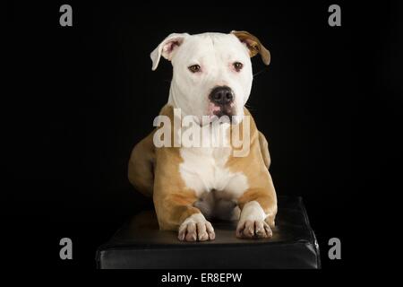 American Staffordshire Terrier couché Banque D'Images