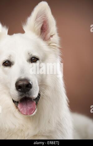 Berger Blanc Suisse face Banque D'Images