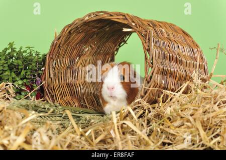 cochon d’Inde Banque D'Images