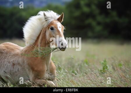 Jeune cheval Haflinger Banque D'Images