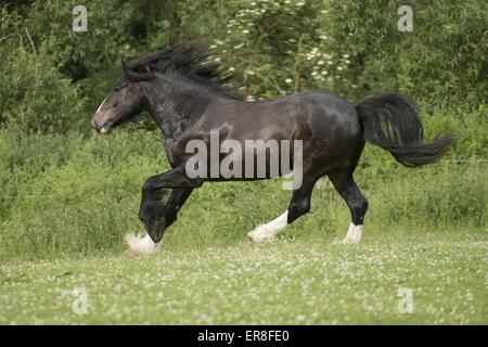 Shire Horse galloping Banque D'Images