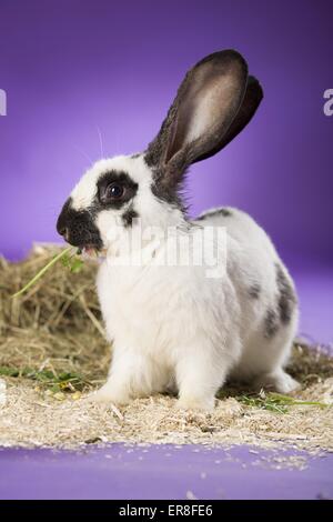 lapin géant Banque D'Images