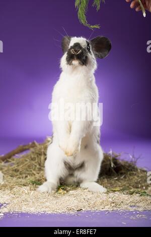 lapin géant Banque D'Images