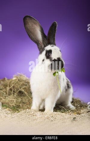 lapin géant Banque D'Images