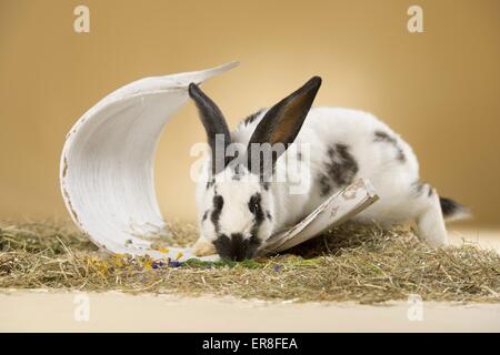 lapin géant Banque D'Images