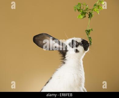 lapin géant Banque D'Images